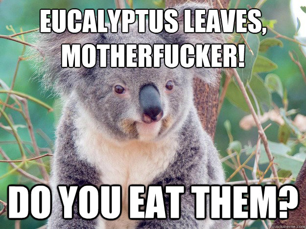 Eucalyptus leaves,
motherfucker! do you eat them? - Eucalyptus leaves,
motherfucker! do you eat them?  Pulp Fiction Koala