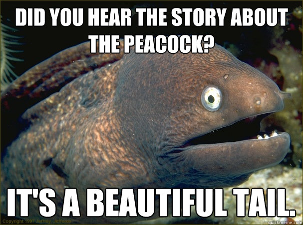 Did you hear the story about the peacock? It's a beautiful tail. - Did you hear the story about the peacock? It's a beautiful tail.  Bad Joke Eel