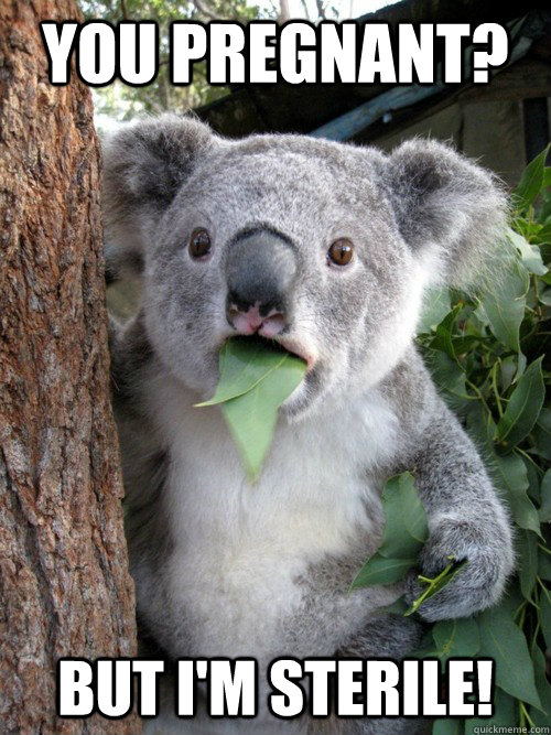 You pregnant? but i'm sterile!  koala bear