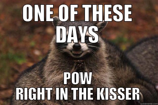 ONE OF THESE DAYS POW RIGHT IN THE KISSER Evil Plotting Raccoon