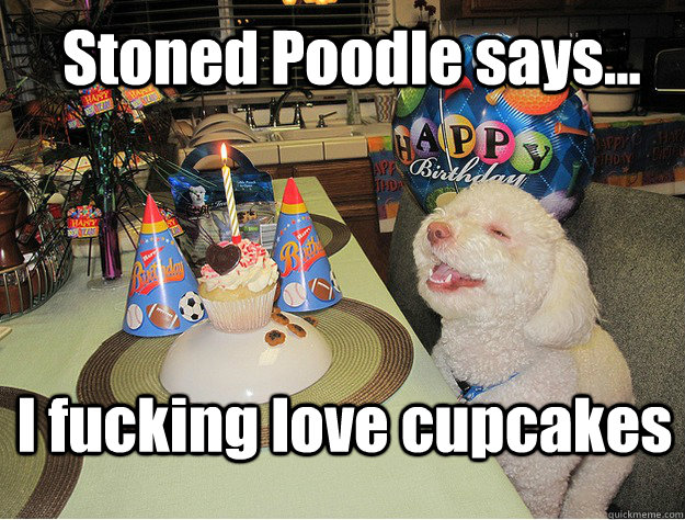 Stoned Poodle says... I fucking love cupcakes  Stoned Poodle