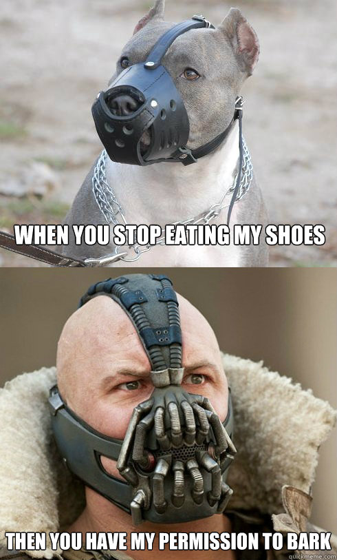 when you stop eating my shoes  then you have my permission to bark - when you stop eating my shoes  then you have my permission to bark  pitbull bane muzzle