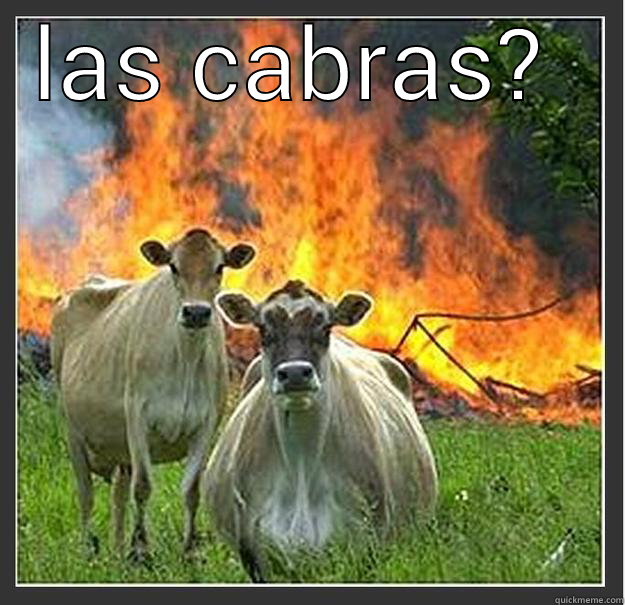 LAS CABRAS?   Evil cows