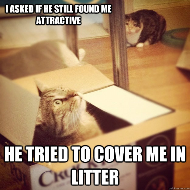 I asked if he still found me attractive He tried to cover me in litter  Cats wife