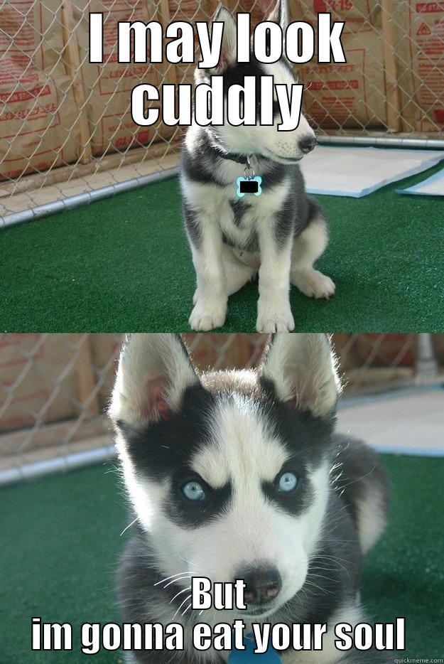 Just a Husky - I MAY LOOK CUDDLY BUT IM GONNA EAT YOUR SOUL Insanity puppy