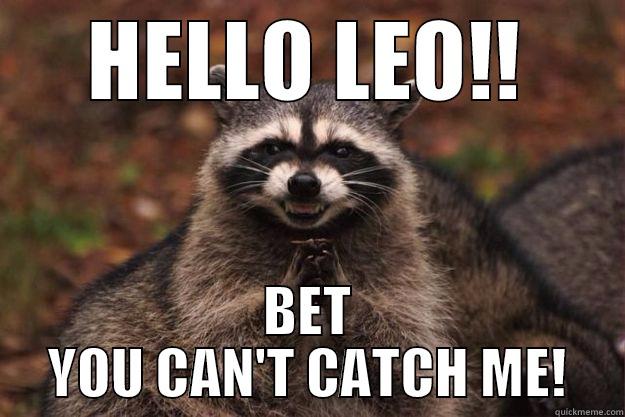 HELLO LEO!! BET YOU CAN'T CATCH ME! Evil Plotting Raccoon