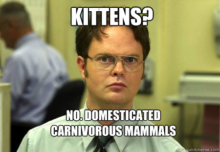 kittens? no. domesticated carnivorous mammals - kittens? no. domesticated carnivorous mammals  Schrute