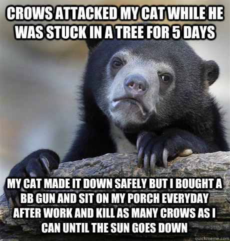 CROWS ATTACKED MY CAT WHILE HE WAS STUCK IN A TREE FOR 5 DAYS MY CAT MADE IT DOWN SAFELY BUT I BOUGHT A BB GUN AND SIT ON MY PORCH EVERYDAY AFTER WORK AND KILL AS MANY CROWS AS I CAN UNTIL THE SUN GOES DOWN  Confession Bear