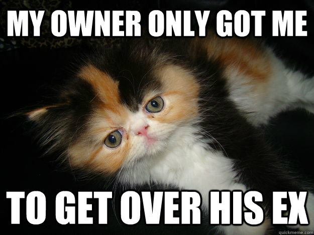 My owner only got me To get over his ex - My owner only got me To get over his ex  Sudden Clarity Cat