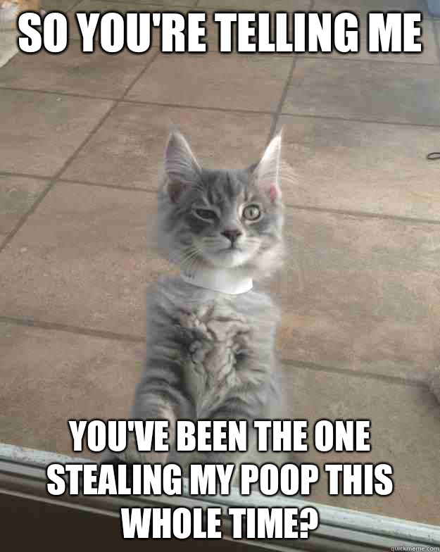 So you're telling me  You've been the one stealing my poop this whole time?  Skeptical Kitten