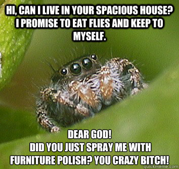 Hi, can i live in your spacious house? I promise to eat flies and keep to myself. dear god!
 did you just spray me with furniture polish? you crazy bitch!  Misunderstood Spider