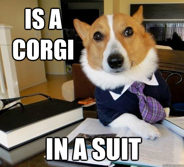 Is a corgi In a suit  Lawyer Dog