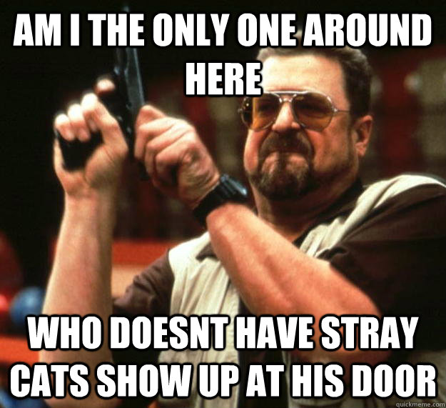 am I the only one around here who doesnt have stray cats show up at his door  Angry Walter