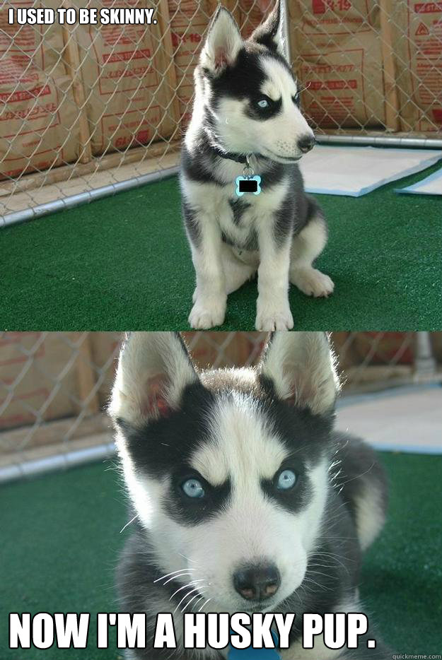 I used to be skinny. Now I'm a husky pup.  Insanity puppy