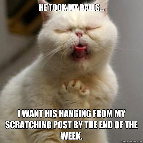 He took my balls... I want his hanging from my scratching post by the end of the week.  Godfather Cat