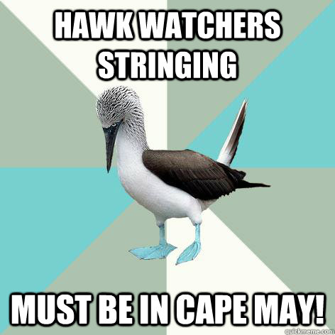 Hawk watchers stringing Must be in cape may!  