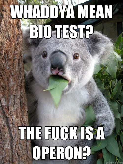 Whaddya mean Bio test? the fuck is a operon? - Whaddya mean Bio test? the fuck is a operon?  koala bear