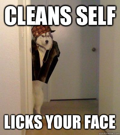 CLEANS SELF LICKS YOUR FACE  Scumbag dog