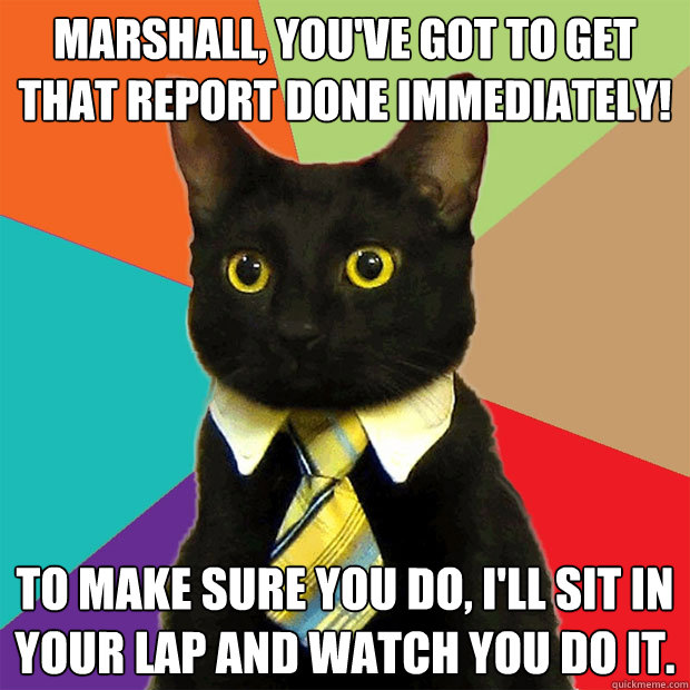 Marshall, you've got to get that report done immediately! To make sure you do, I'll sit in your lap and watch you do it.  Business Cat