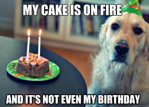 My cake is on fire And It's not even my birthday - My cake is on fire And It's not even my birthday  Sad Birthday Dog