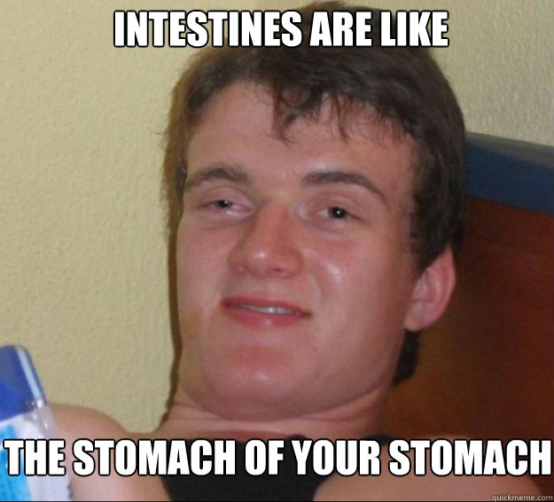 Intestines are like the stomach of your stomach - Intestines are like the stomach of your stomach  10guy