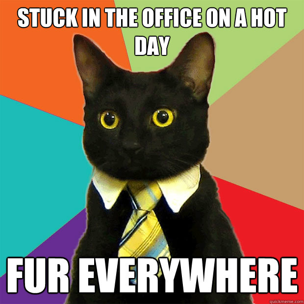 stuck in the office on a hot day fur everywhere   Business Cat