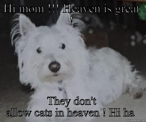 Quincy love  - HI MOM !!! HEAVEN IS GREAT ! THEY DON'T ALLOW CATS IN HEAVEN ! HI HA  Misc