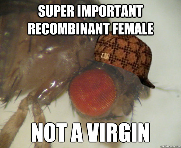 super important recombinant female not a virgin - super important recombinant female not a virgin  Scumbag Drosophila