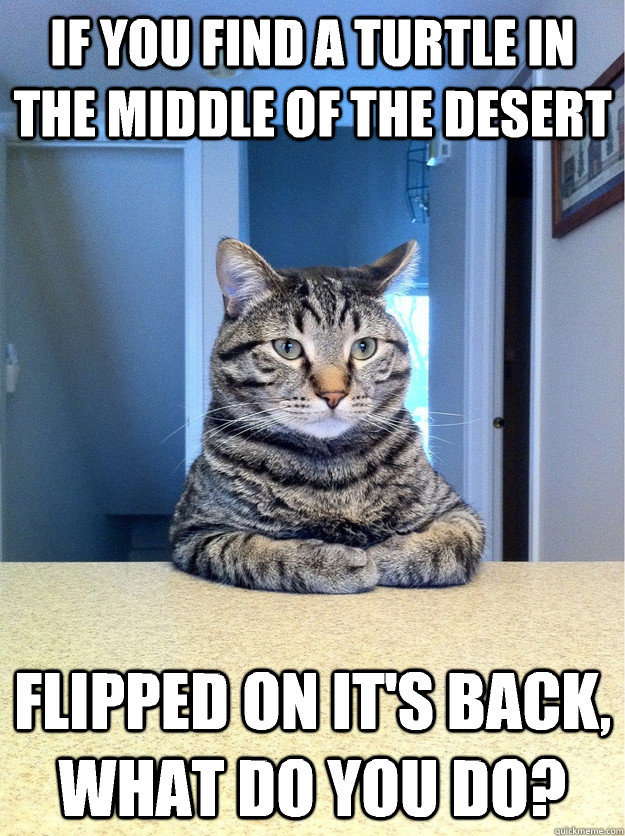 If you find a turtle in the middle of the desert Flipped on it's back, what do you do?  Chris Hansen Cat