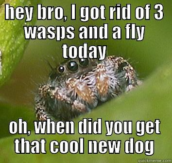 HEY BRO, I GOT RID OF 3 WASPS AND A FLY TODAY OH, WHEN DID YOU GET THAT COOL NEW DOG Misunderstood Spider