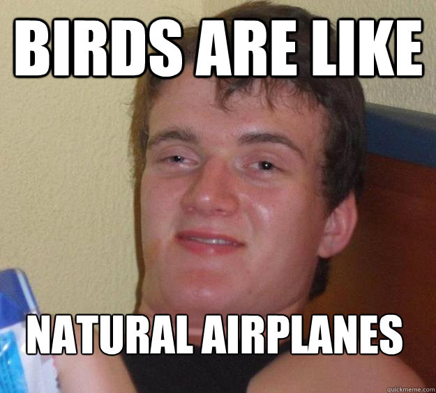 Birds are like natural airplanes
  10 Guy