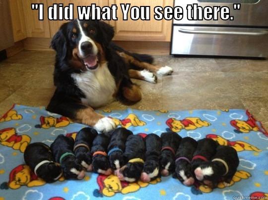 Dog with puppies -          ''I DID WHAT YOU SEE THERE.''             Misc