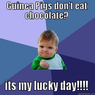 Guinea Pigs don't eat chocolate? its my lucky day!!!! - GUINEA PIGS DON'T EAT CHOCOLATE? ITS MY LUCKY DAY!!!! Success Kid