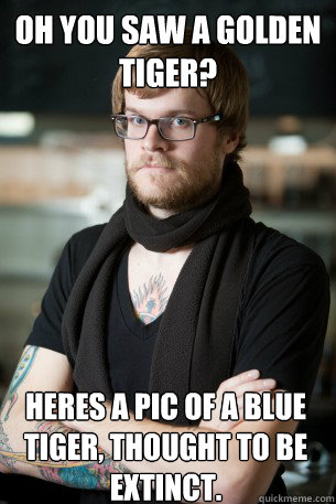 Oh you saw a golden tiger? Heres a pic of a Blue tiger, thought to be extinct.  Hipster Barista