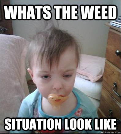 whats the weed situation look like  Party Toddler