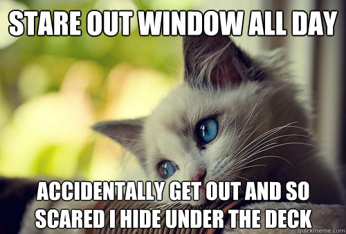 Stare out window all day Accidentally get out and so scared i hide under the deck - Stare out window all day Accidentally get out and so scared i hide under the deck  First World Cat Problems