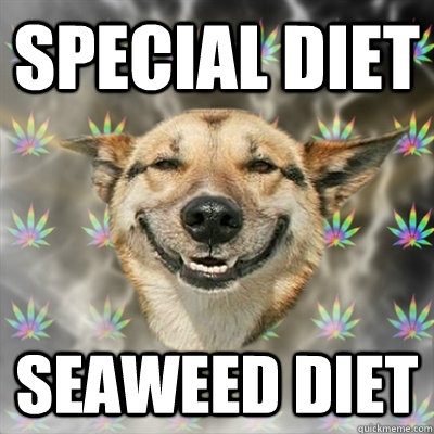 Special diet seaweed diet  Stoner Dog