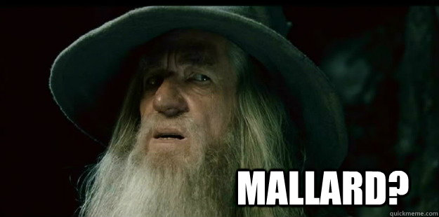                              Mallard?  I have no memory Gandalf