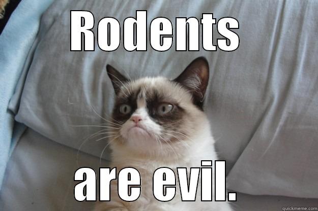 evil rodents - RODENTS ARE EVIL. Grumpy Cat