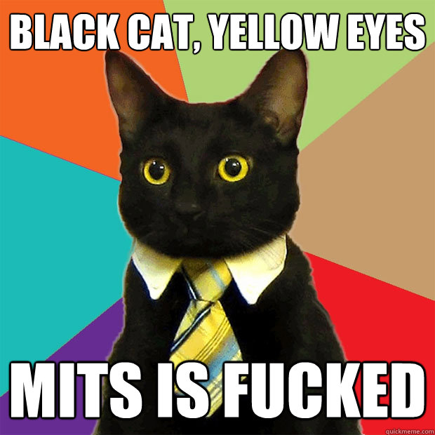 Black Cat, Yellow Eyes Mits is Fucked  Business Cat