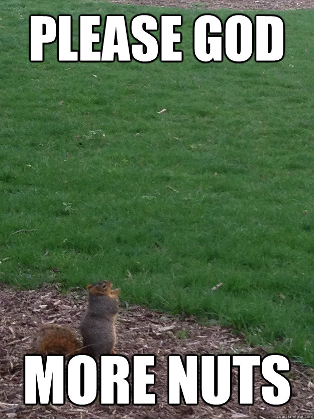 Please God More Nuts  Praying Squirrel