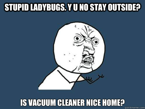 Stupid ladybugs. Y u no stay outside? Is vacuum cleaner nice home?  Y U No