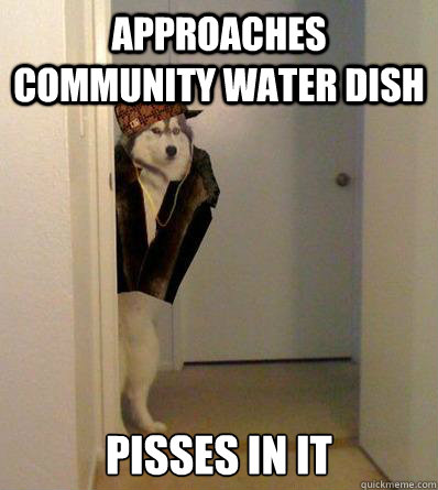 APPROACHES COMMUNITY WATER DISH PISSES IN IT  Scumbag dog