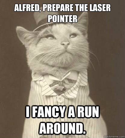 Alfred, prepare the laser pointer I fancy a run around.  Aristocat