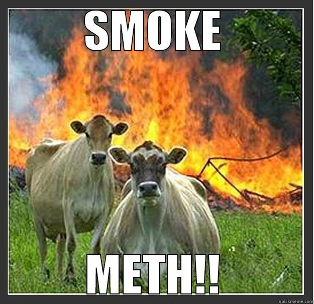 SMOKE METH!! Evil cows