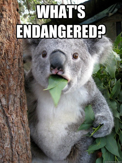 what's endangered?  - what's endangered?   koala bear