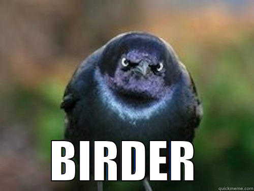 Bird+Murder= BIRDER -  BIRDER Misc