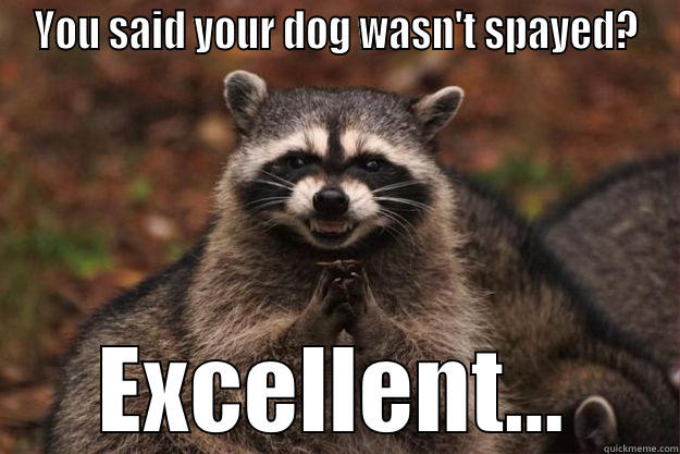 Escalation of the Chow - YOU SAID YOUR DOG WASN'T SPAYED? EXCELLENT... Evil Plotting Raccoon