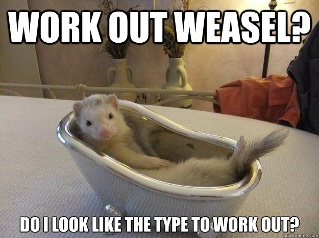 Work out weasel? Do i look like the type to work out?  Fine-living Ferret