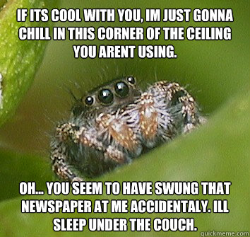 If its cool with you, im just gonna chill in this corner of the ceiling you arent using.  Oh... you seem to have swung that newspaper at me accidentaly. Ill sleep under the couch. - If its cool with you, im just gonna chill in this corner of the ceiling you arent using.  Oh... you seem to have swung that newspaper at me accidentaly. Ill sleep under the couch.  Misunderstood Spider